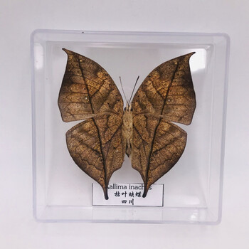 蝴蝶昆虫标本展翅学生创意生日礼品透明盒装褐色枯叶蝶反其他正方形