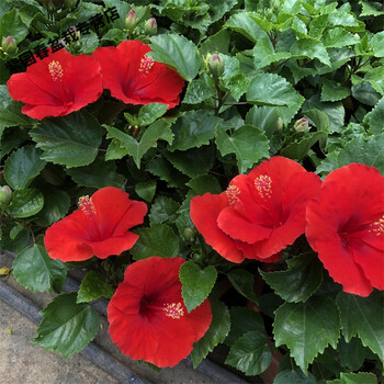 七抒园艺丹麦木槿四季开花重瓣耐寒扶桑花木槿花花苗盆栽绿植单瓣