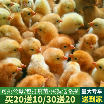 (30只)小鸡活苗三黄鸡苗土鸡苗幼苗批发小鸡仔 三黄鸡苗20只 路损10只