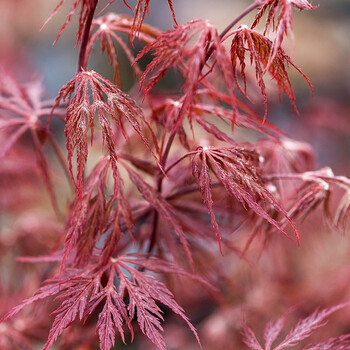 【虹越】日本红枫树苗1加仑盆栽苗 庭院经典季节变色植物 猩猩之垂