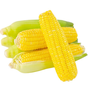 遇见悯农云南新鲜水果玉米全黄水果玉米和黄白随机发 介意慎拍 】甜