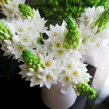 珺玥鲜花云南基地直发家用水养插花昆明直批鲜切花空运 绿毛 雀梅10支