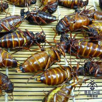 三两母山水牛【图片 价格 品牌 报价】-京东