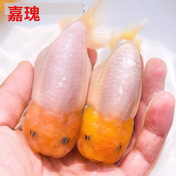 嘉瑰胖皮球珍珠鱼富贵鱼观赏鱼冷水耐活好养淡水兰寿鼠头珍珠活体金鱼