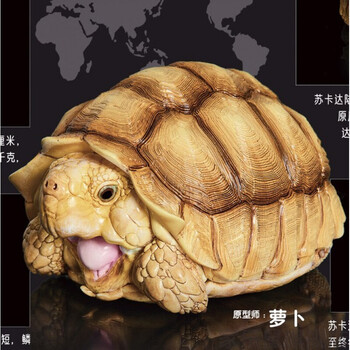 定制送龟模型 动物星球心宽体胖系列鹰嘴龟苏卡达陆龟猪鼻龟陆加加 姜