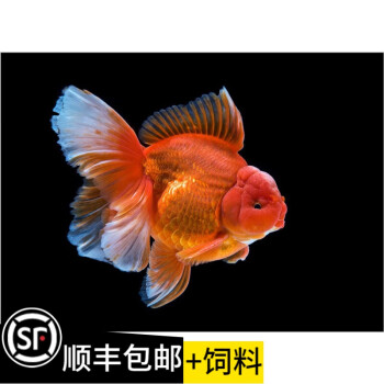 奈寵金魚活體觀賞魚金魚百褶泰獅錦鯉紅白菠蘿泰師百褶裙好養包活國粹