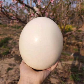 新鲜食用鸵鸟蛋大号驼鸟蛋特大超大号蛋非洲鸸鹋蛋端午节 2.5-2.