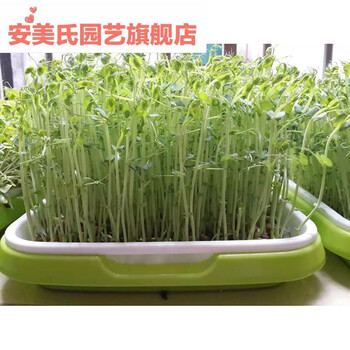 发芽盘花生芽水培箱发芽神器育苗盘种植盘盒子专用盘苗盆发花生芽小方