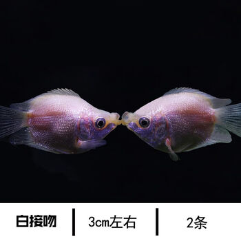 泽驭名宠接吻鱼活体鱼嘴鱼彩色接吻鱼热带鱼小型鱼水族观赏鱼淡水宠物