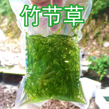 莫斯鱼缸水草造景沉木水榕活体淡水植物懒人趴地珍珠易活易养印度竹节草一份 图片价格品牌报价 京东