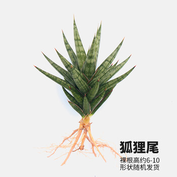 虎皮兰盆栽稀有虎尾兰佛手狐狸尾巴枯叶棒叶哈尼荷花兰盆景狐狸尾巴 1棵 裸根不带土 图片价格品牌报价 京东