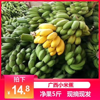 广西小米蕉净重5斤新鲜鸡蕉芭蕉香蕉无催熟无保鲜剂自然熟小米蕉 1500