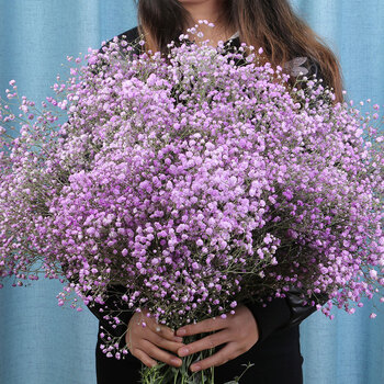 干花干花束买一一真花插花装饰摆件花云南 紫色满天星半斤买一一随机