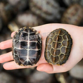 外塘中華草龜小烏龜招財寵物烏龜活體觀賞龜 套餐二拍下送飼料(一對