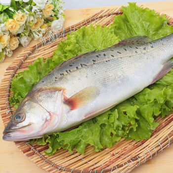 新鲜大鲈鱼花鲈鱼寨花鱼鲈板鱼海鱼海产品海鲜类水产生鲜食品鱼类 4条