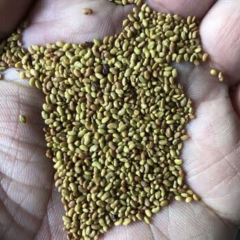 紫花苜蓿草种子多年生苜蓿种子四季高产苜蓿菜猪牛羊鸡鱼牧草种子大叶苜蓿净种子30克 图片价格品牌报价 京东