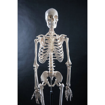 标准医学170cm180人体全身骨骼模型 骷髅骨架标本脊柱 170骨骼无神经