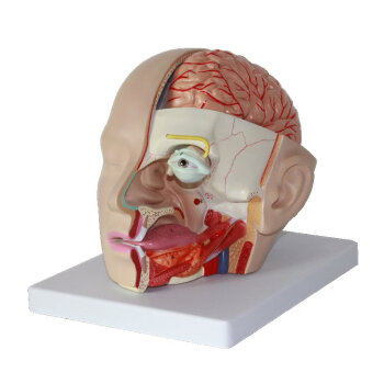 海医HeyModel全医头颅脑解剖模型大脑模型头部解剖模型口腔耳鼻咽喉模型舌侧结构颅脑神经科口腔学习