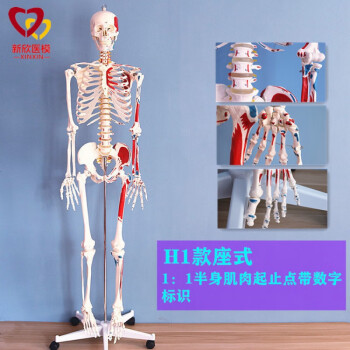 180cm人体骨骼模型1:1骨架仿真正骨拼装玩具医用教学可拆卸肌肉H1款1：1 