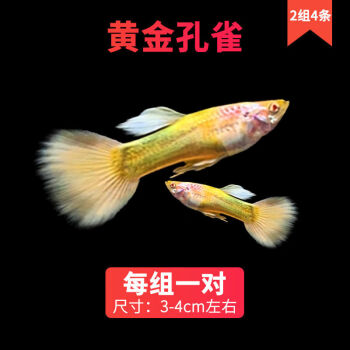 孔雀魚精品純種活魚鳳尾魚苗好養不死小型熱帶觀賞魚特選黃金孔雀2對4