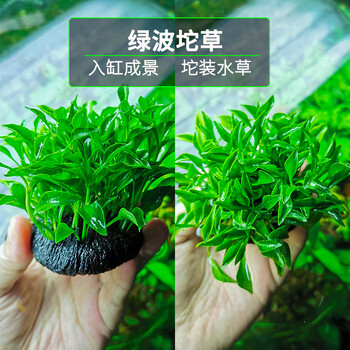 水草植物鱼草缸懒人坨草活体新手入门级无土净化水质不用泥的水草绿波