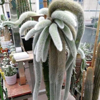 九尾狐多肉植物花卉绿植组合盆栽pp 单头7 9厘米裸根不带土 图片价格品牌报价 京东