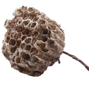 纯马蜂窝露蜂房蜂巢黄蜂窝老蜂巢正宗中药材100g