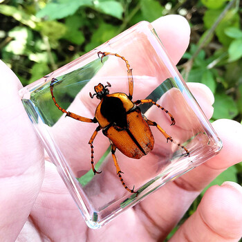 教学植物标本甲虫动物蝗虫蚂蚁标本昆虫儿童礼物 浅黄色 沥斑鳞花金龟