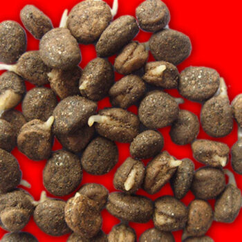 人参种子籽种植盆栽 高丽参山参西洋参人参苗 盆栽红参种子内廷上用