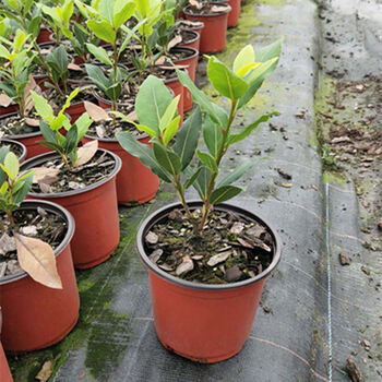 秋颖香叶树苗可食用调料树地中海月桂树庭院阳台花卉植物南方北方种植