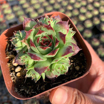 麦桑荷长生草多肉植物盆栽野马复活节彩蛋紫牡丹橘子球观音莲花苗吸