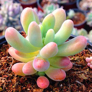 金石榴园艺桃蛋多肉植物奶酪雪莲熊童子生石花玉露稀有贵货花卉盆栽绿植园艺米白色八千代5cm左右不含盆 图片价格品牌报价 京东