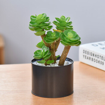 老桩多肉植物四季发财树办公室内肉肉花盆栽金钱木 星空黑带盆栽好 图片价格品牌报价 京东