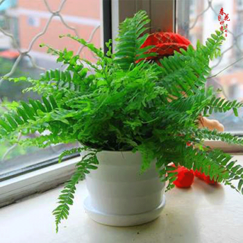 室内植物波士顿厥盆栽绿植办公室蕨类植物波士顿蕨绿植 盆栽 波斯顿厥+白色螺纹盆 默认分类