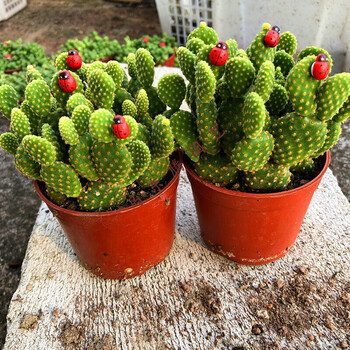 黄毛掌仙人掌多肉植物可爱兔耳朵夏季好养新手盆栽花卉绿植虎雀 Huque 10颗黄毛掌 木质瓢虫6 裸根不带土 图片价格品牌报价 京东