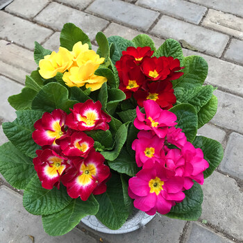 报春花盆栽欧洲重瓣玫瑰报春花冬季耐寒花卉四季开花室外阳台植物报春花4盆优惠价带花带盆栽好 图片价格品牌报价 京东