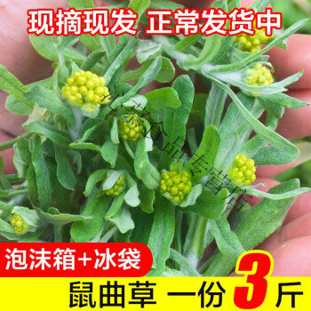 鼠曲草3斤新鲜艾草鼠麴草鼠耳草田艾清明草食用糍粑青团材料 1500g