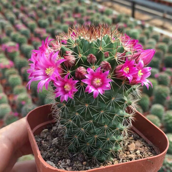 实生开花仙人球毛花柱彩草飞碟丽花卉盆栽大花品种仙人球盆栽开花锦丸