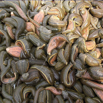 蚂蟥活体小水蛭幼鲜活宽体金线水蛭蚂蟥新鲜金边水蛭蚂蟥蚂蟥活体100