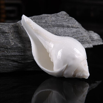 萌依儿大号海螺摆件 尼泊尔海螺佛家左旋右旋天然白海螺密宗法器摆件