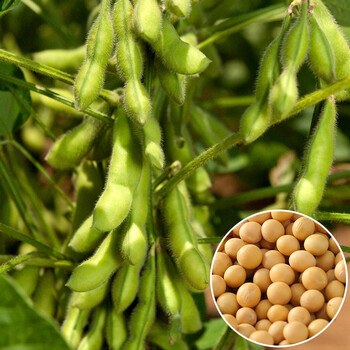 寿禾中黄37黄豆种子高产西南大粒八月中黄37大豆种子1斤散装