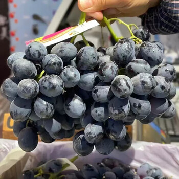 攸竹澳洲进口玫瑰黑提子新鲜黑加仑黑提子无籽黑葡萄水果4斤