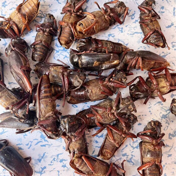 伟博天牛中药材 干蠰水牛 八角儿 牛角虫 天牛干 500g克新货 天牛500