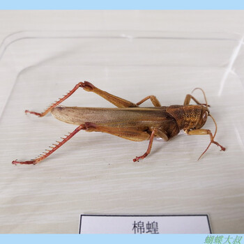 昆虫标本 蝴蝶标本 昆虫标本真虫 独立盒包装 学校幼儿园教学生物