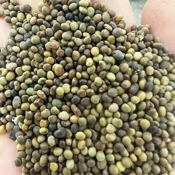 正宗野生甘草种子中药材种子红皮甘草种籽阳台盆栽绿植 正宗野生甘草