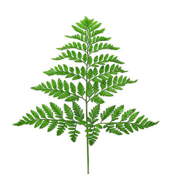 贵妃鲜 新鲜杨子叶 高山羊齿草 芒叶草叶蕨酒店西餐烘焙摆盘装饰花草