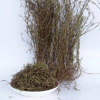 野生白花蛇舌草白花蛇草云南特产新货自然晒干零添加白花蛇舌草干品整