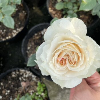 瑰玮欧月新品月季歌剧皇后大花浓香奶油色开花实物拍摄