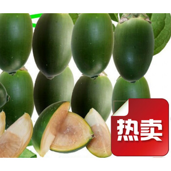 海南一斤装热带水果新鲜青生槟榔带配料贝壳粉荖叶口味王 250克槟榔不