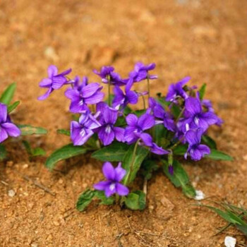 花萌萌室外春季种籽花种紫花地丁种子四季多年生花子矮花草户外绿化花籽紫花地丁种子1千粒装 肥料2包 图片价格品牌报价 京东